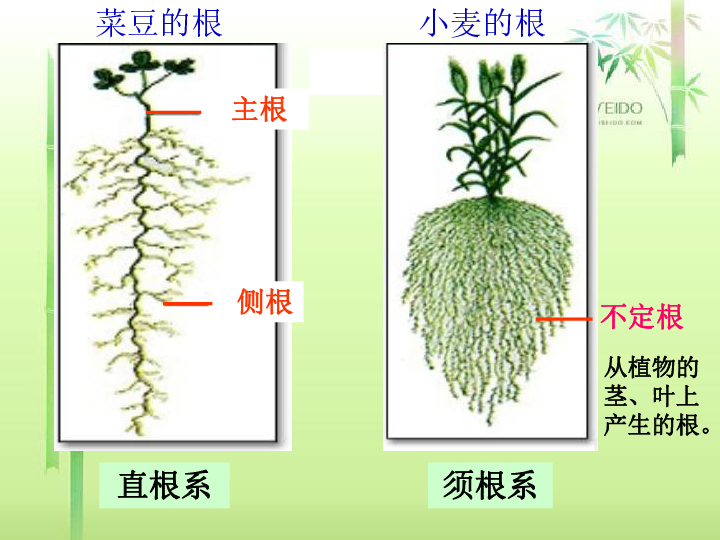 植物的根与物质吸收