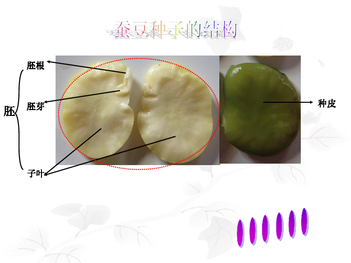 苹果种子剖面图图片