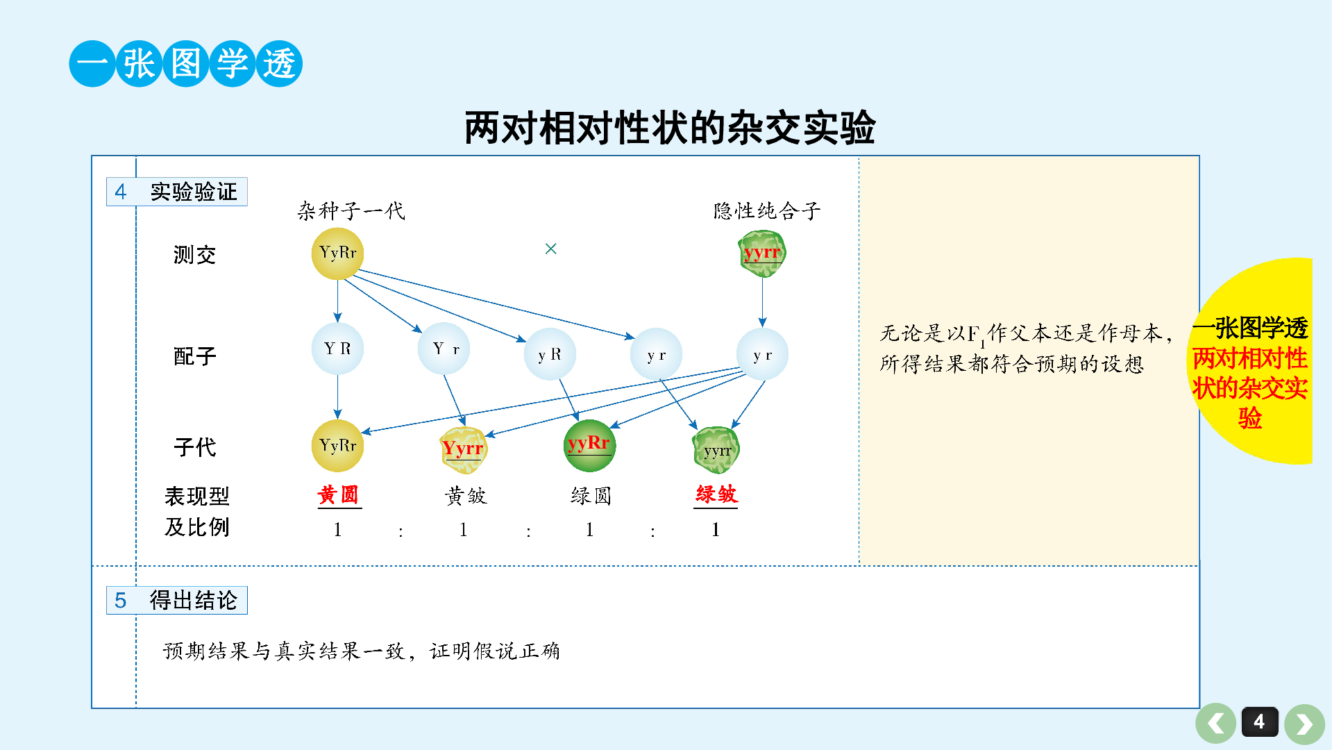 自交法图片