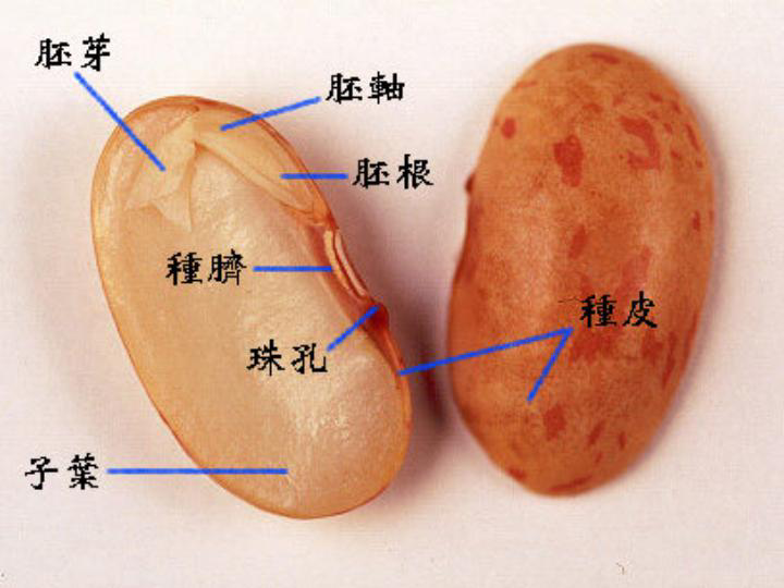 菜豆种子的解剖图图片