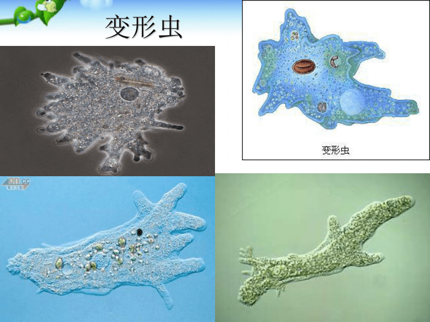 2.2.4单细胞生物  课件（31张PPT）