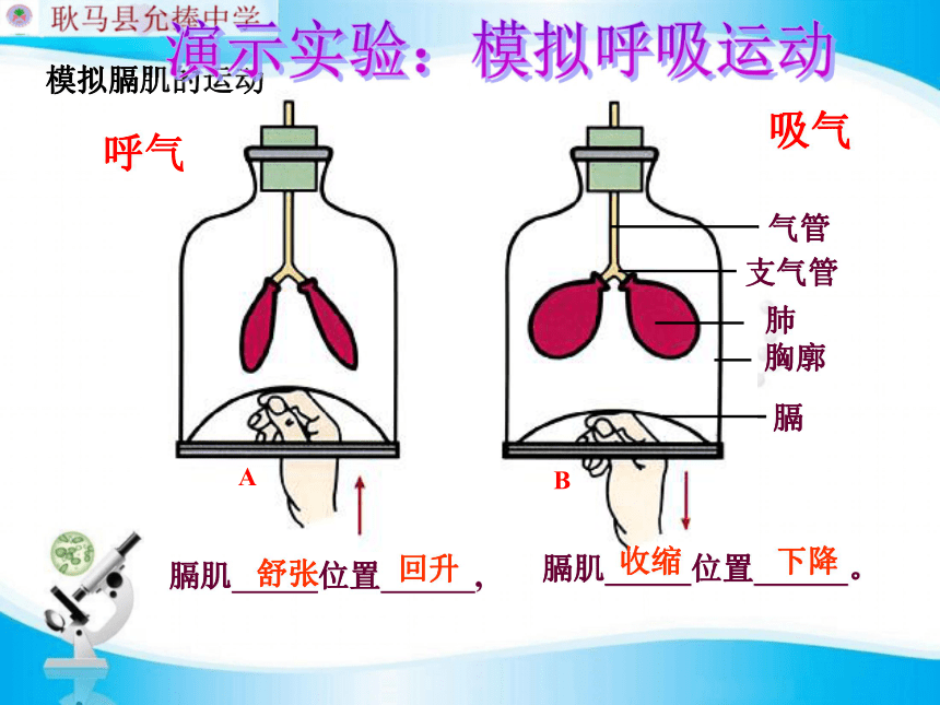 膈肌运动示意图视频图片