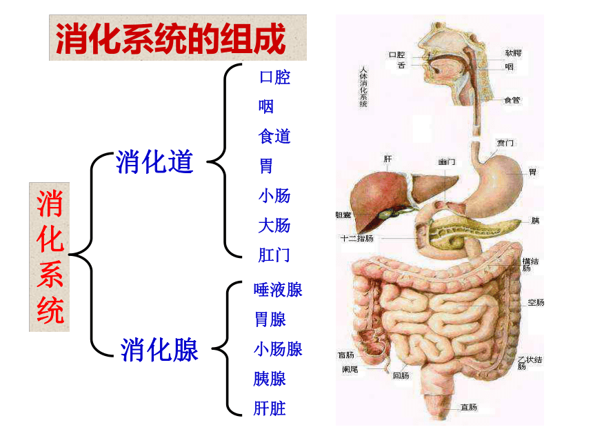 第二节   食物的消化[下学期]