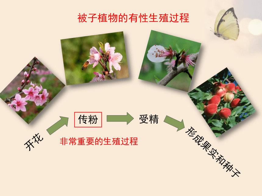 初中生物苏教版八年级下册第8单元生物的生殖发育与遗传212植物的有性