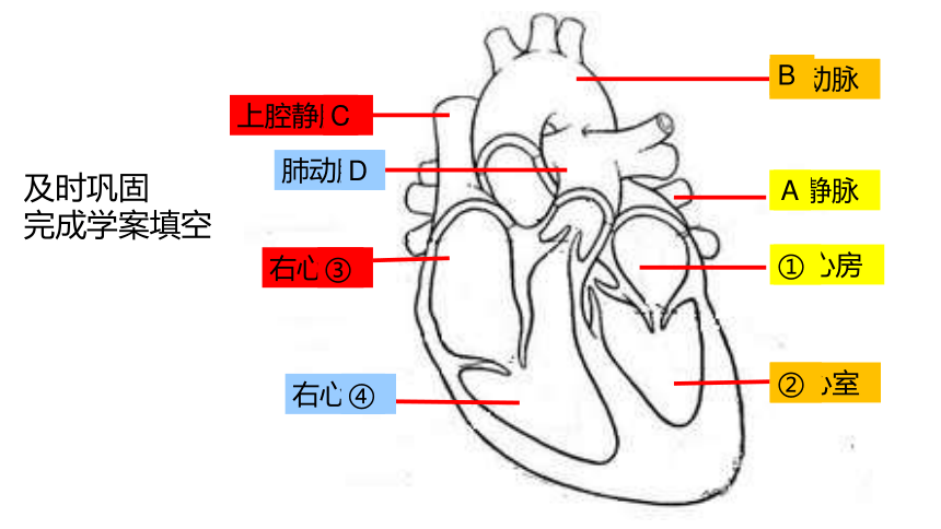 人教版七年级生物下册第四单元第四章第三节输送血液的泵--心脏课件（33张ppt）