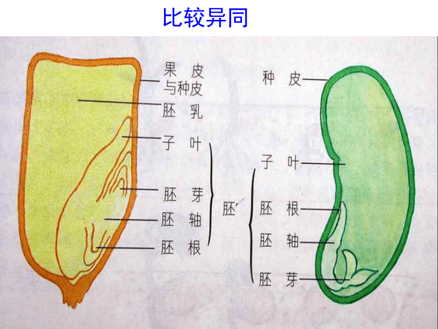 科学三年级下苏教版2植物的一生课件6