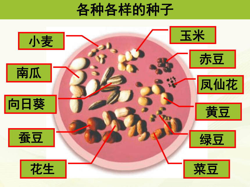 5种子的萌发 课件