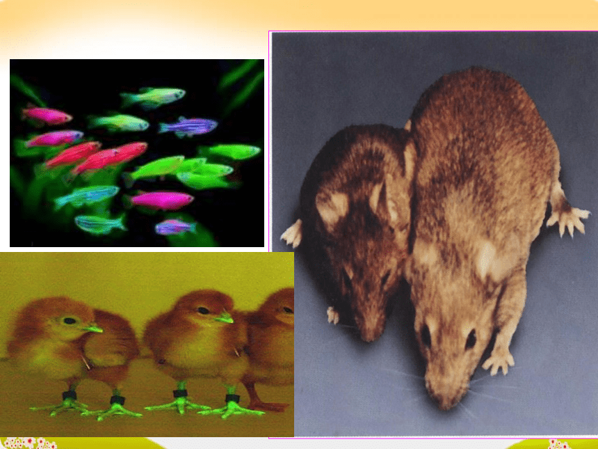 生物：13 优良品种的培育和繁殖 课件（浙科版选修二）