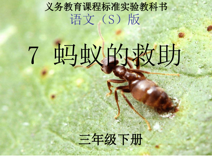7 蚂蚁的救助 课件