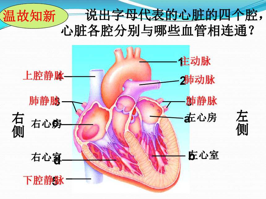 2.3 物质运输的路线 课件3（共23张PPT）