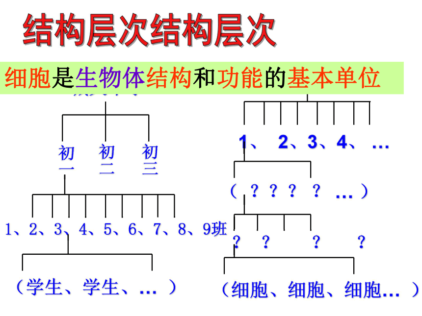 2021--2022学年人教版七年级上册生物2.2.2动物体的结构层次 课件 （39张PPT）