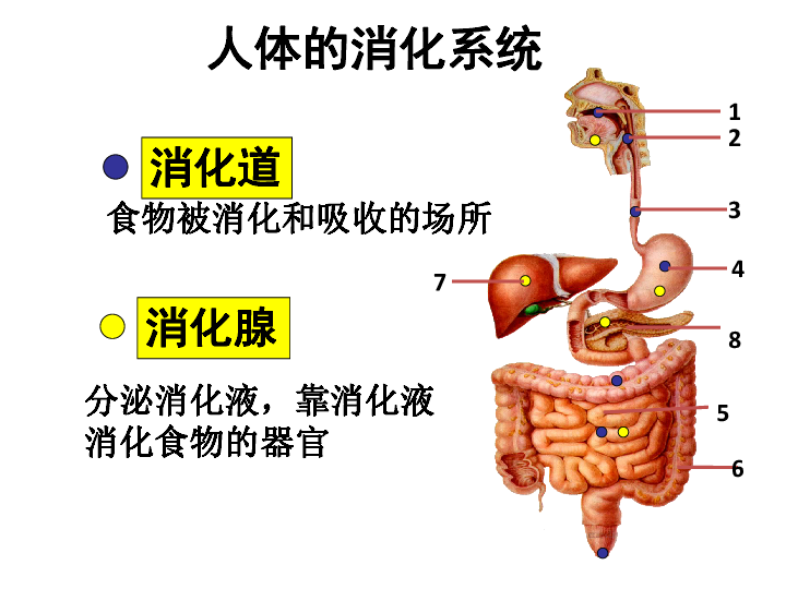 蘇科版七上生物第5章第4節人體對食物的消化和吸收課件共19張ppt