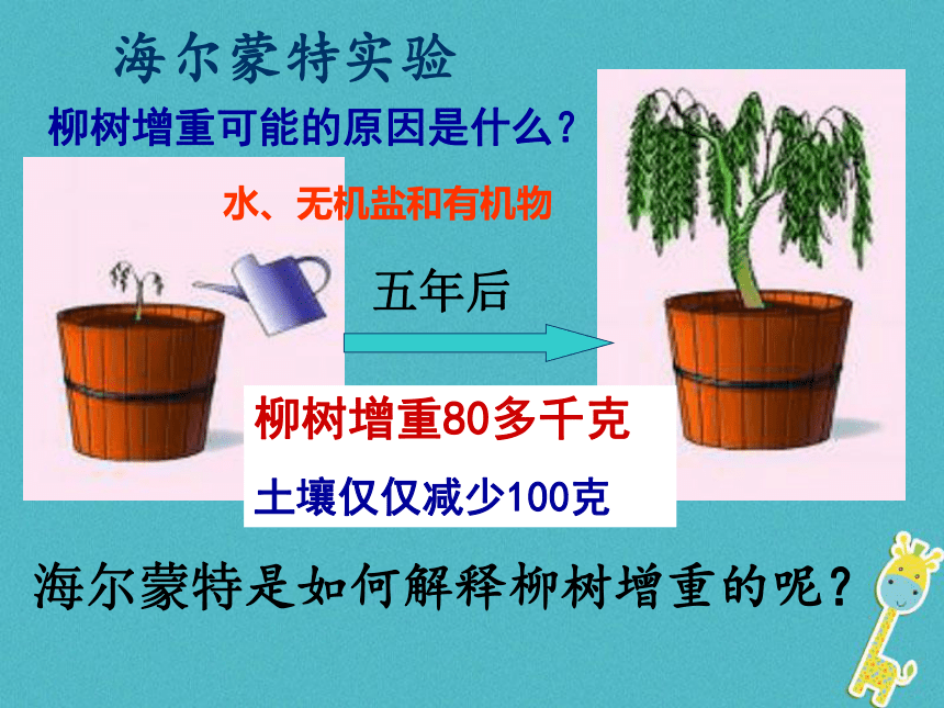 第五章 第一节光合作用吸收二氧化碳释放氧气 课件（共30张PPT）