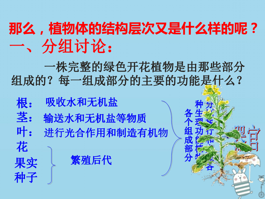 2.2.3植物体的结构层次 课件（30张PPT）