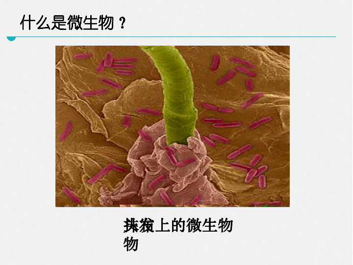 北师大版八上生物课件   第18章 第1节 微生物在生物圈中的作用（第一课时）课件（43张PPT）