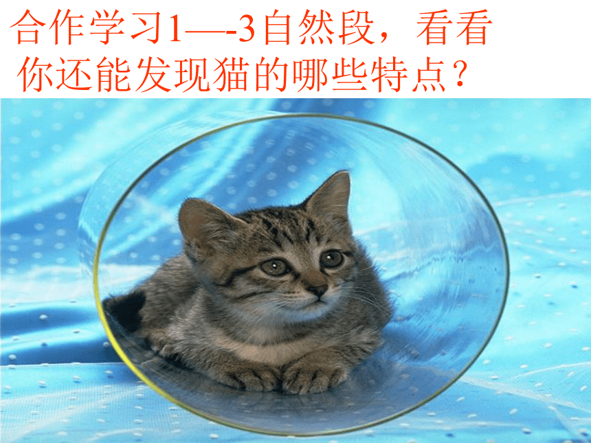 猫ppt