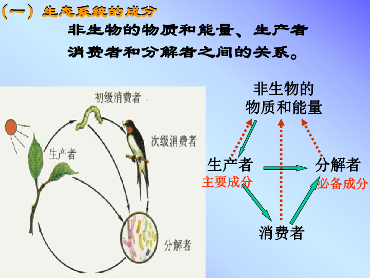 北师大版生物八下23．3《生态系统的结构》 课件（共27张PPT）