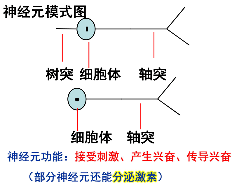 3.2.1通过神经系统的调节（课件共75张PPT）