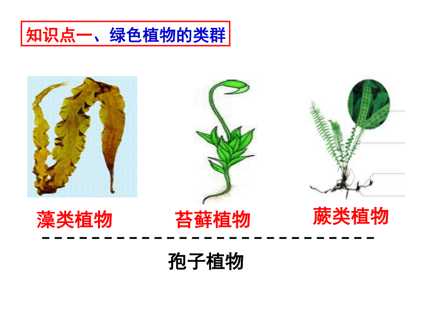 济南版生物七上专题二生物圈中的绿色植物课件（40张ppt）