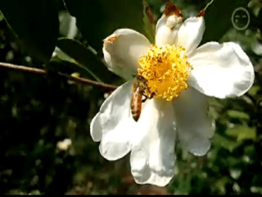 小蜜蜂 课件 (3)