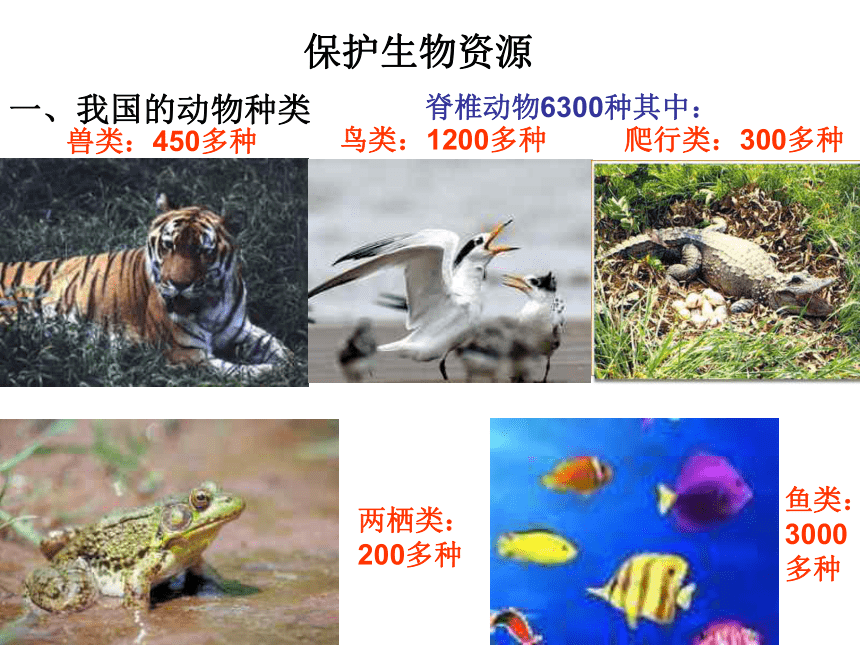 科学六年级下粤教粤科版2.8保护生物资源课件（48张）