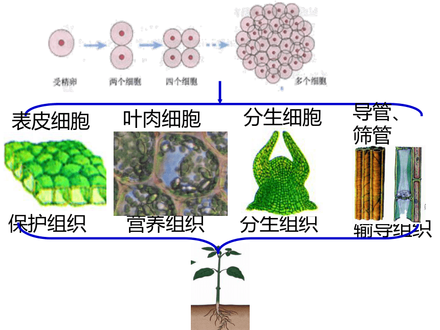 福建省晋江市季延中学人教版高中生物必修一课件：6.2细胞分化 (共32张PPT)