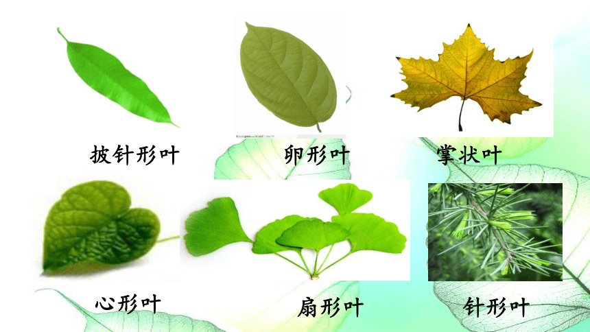 树叶分类ppt图片