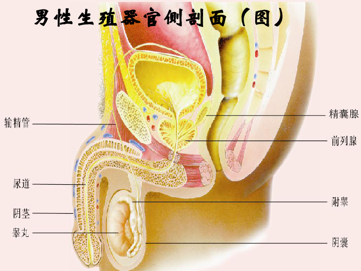 冀教版八下生物 6.1.3人的生殖和胚胎发育 课件（22张PPT）