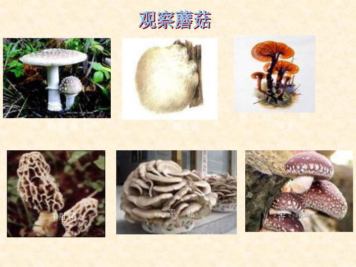第4课《蘑菇》课件（19张PPT）