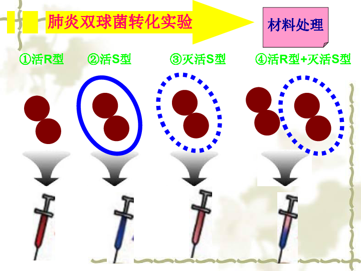 肺炎双球菌转化实验