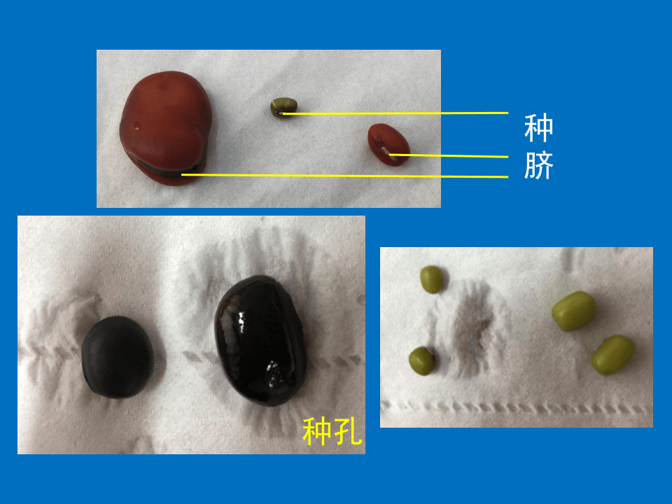 北京版初中生物八年級上冊第十章第三節第2課時種子的結構課件23張ppt