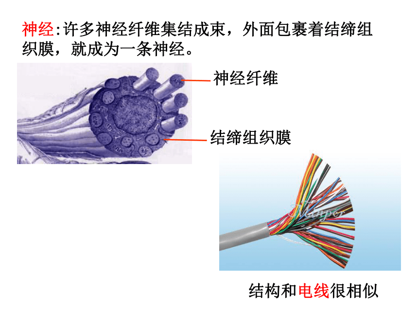 高中生物浙科版必修3第二章  动物生命活动的调节第二节神经系统的结构与功能 课件(共59张PPT)