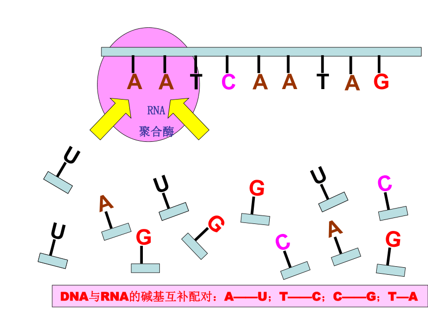 苏教版生物必修2第三节《基因控制蛋白质的合成》课件1