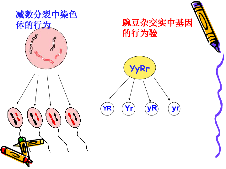 基因在染色体上