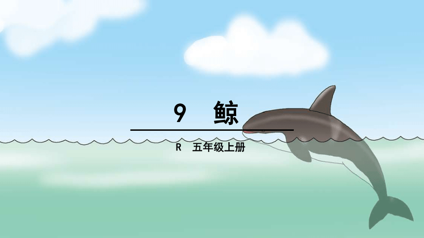 9 鲸  课件（39张PPT）