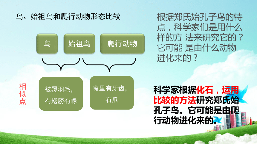 人教版八年級生物下冊732生物進化的歷程課件共31張ppt