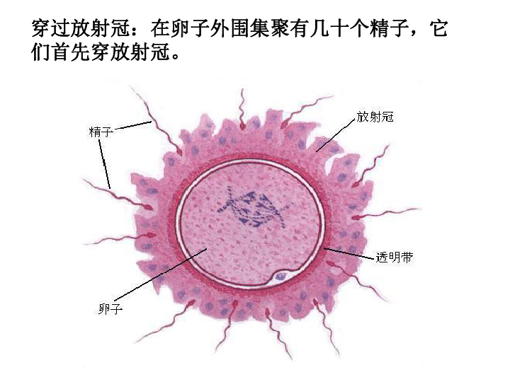 原肠胚的三个胚层图图片