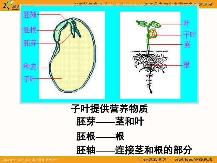 种子发芽的结构示意图图片