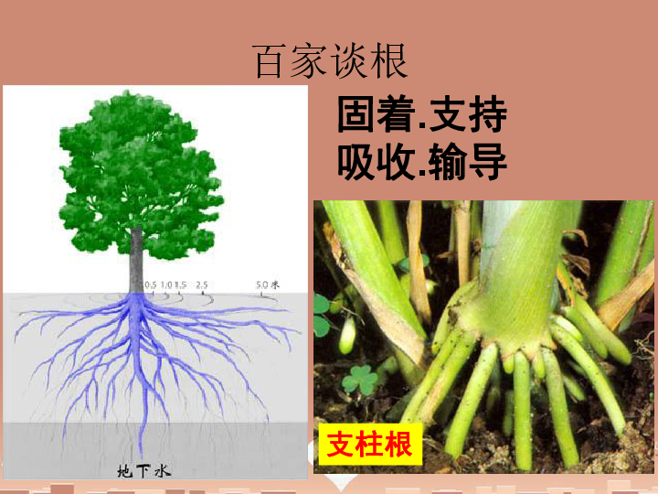 5.2植物根的生长(共34张ppt)