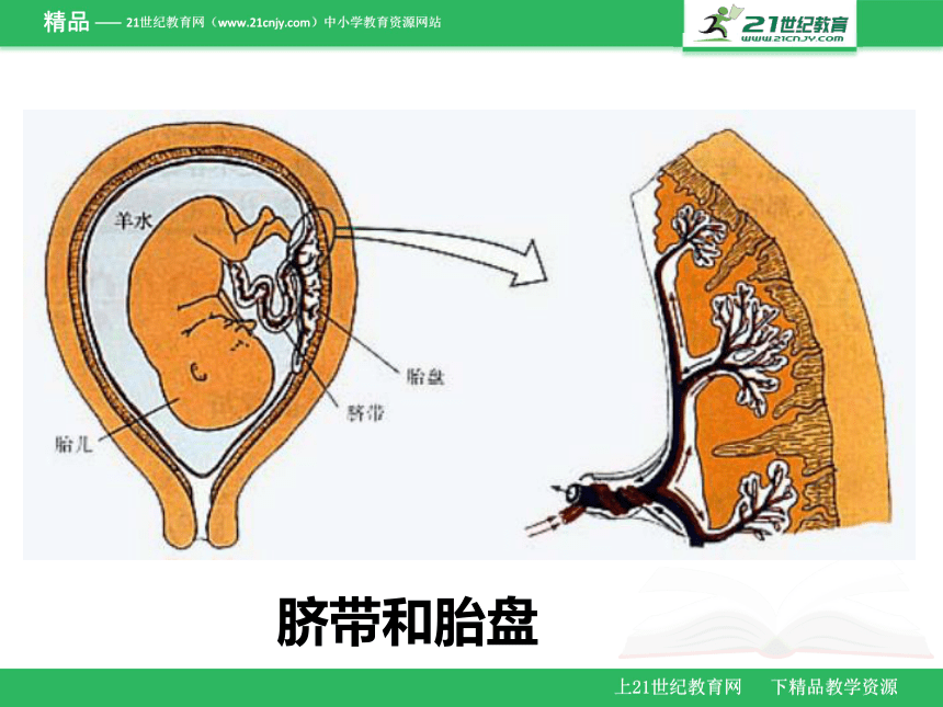 2018年广东省生物会考七年级下册复习课件  第一第二章（课件）