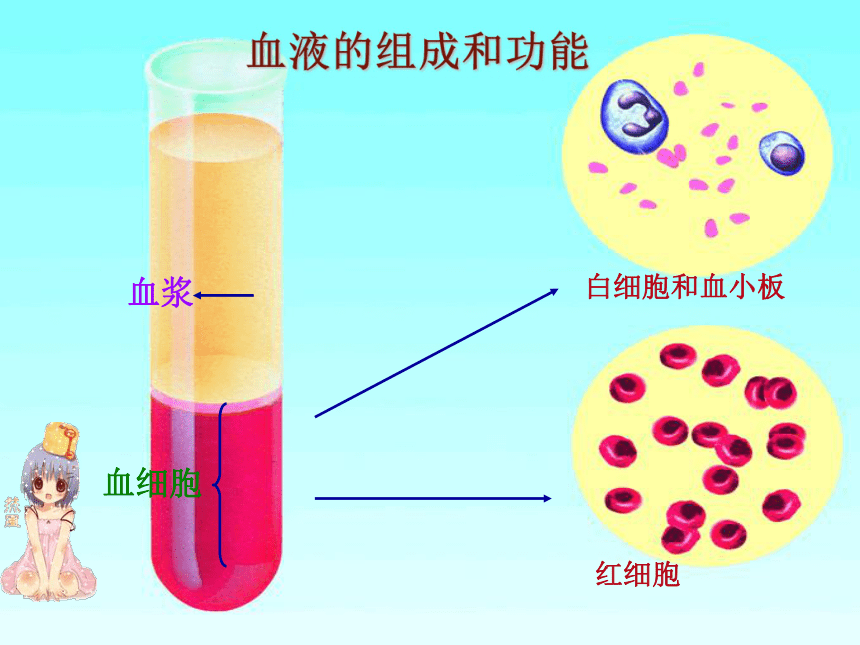 2021年生物中考复习资源课件：血液循环（32张PPT）