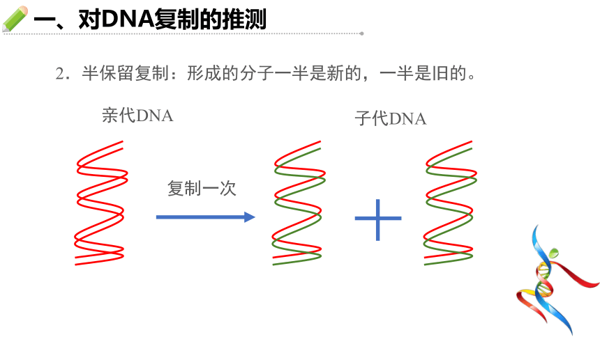 3.3 dna的複製 課件【新教材】人教版(2019)高中生物必修二(22張ppt)