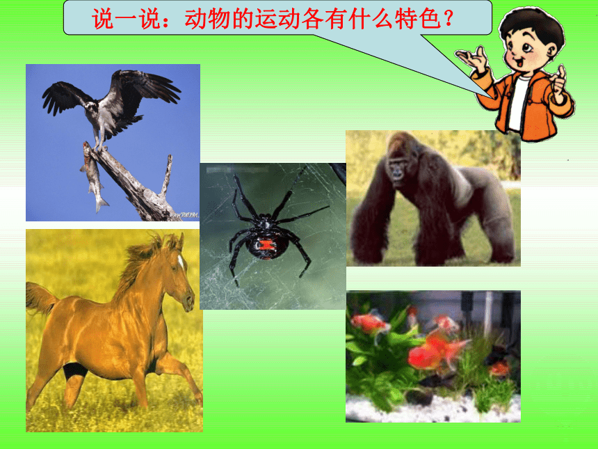 四年级科学上册2.1动物的特征课件