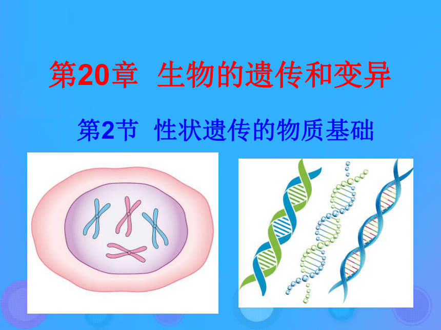 20.2《性状遗传的物质基础》课件（29张ppt）