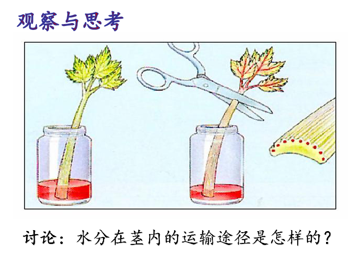 人教版七年级上册生物3.3《绿色植物与生物圈的水循环》课件(共29张PPT)