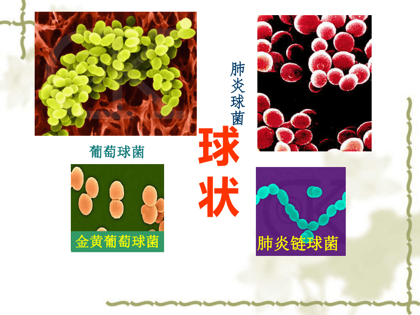 科学六年级上青岛版1.2细菌