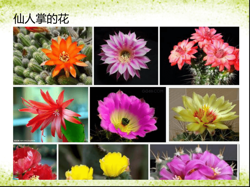 美术三年级上岭南版5.14奇特的热带植物课件（36张）