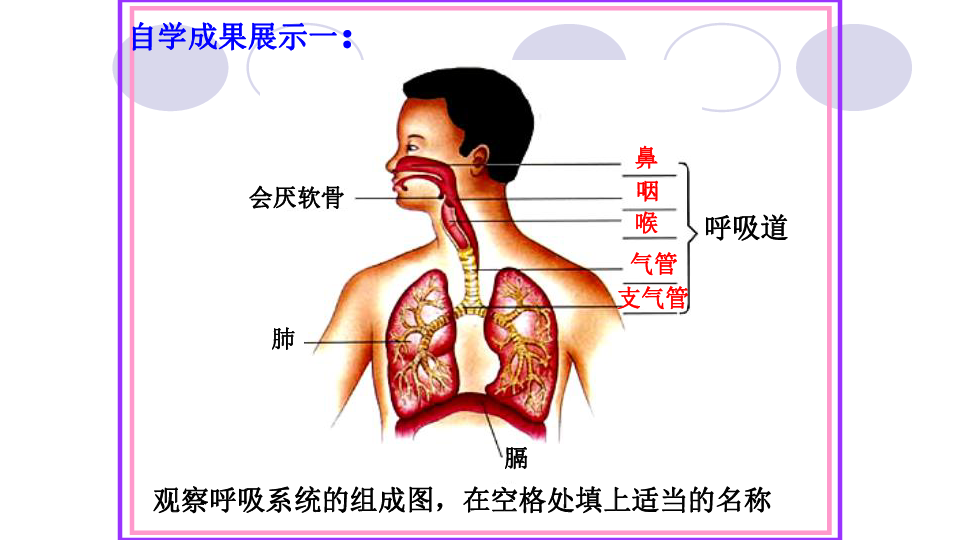 人教版生物七年级下册：4.3.1 呼吸道对空气的处理  课件（共33张PPT）