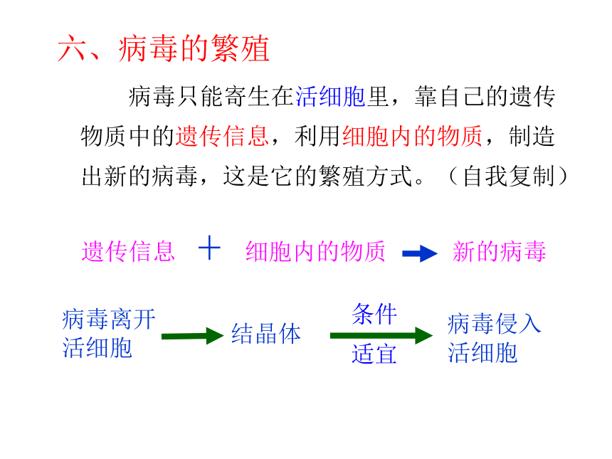 5.5《病毒》 课件     (共34张PPT)