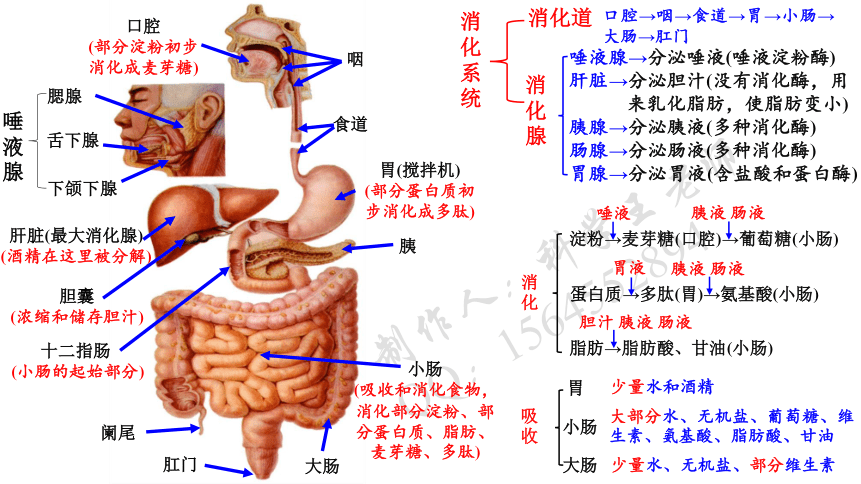 初中生物课人体器官图片